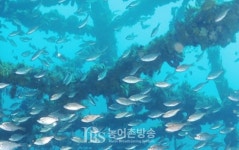 한국수산자원관리공단, 방류종자인증제 대상 넙치 수정란 보급