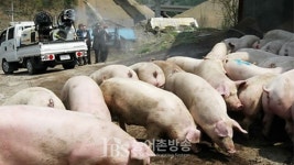 [속보] 김포 돼지농장서 구제역 A형 국내 첫 발생...백신접종 전무 방역 초비상