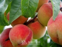 [이천] 친환경농산물 인증 비용 70% 지원...5천670만원 예산 확보