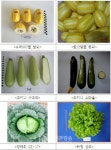 [농업한류 결실] 베트남 정부, 한국산 채소 4개작물 품종 국가장려품종에 선정