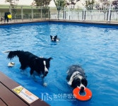 농협 안성팜랜드, 애견파크 파라다이스독 반려견 수영장 개장