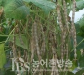 농진청, 키우기 쉬운 콩과 팥...여름철 텃밭 작물로 제격