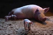 아기돼지 첫 걸음마 제11회 동물사랑 사진공모전 대상 수상