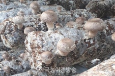 [순창] 순창군, 친환경농업 품목 다양화로 친환경농업 특구 조성