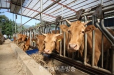 [해남] 무허가 축사 적법화 이행기간 임박