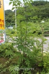 [기획] 지리산의보석같은약초이야기 - 직장생활하다 산에 재미들어 완전히 산사람 됐다