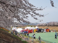 [세종] 봄꽃 향연 조천변 벚꽃길 상춘객 몰렸다