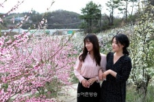 [영동] 봄기운 완연한 영동은 울긋불긋 꽃대궐, 향긋한 봄내음 솔솔