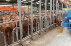 [전남] 전남농기원, 전남 한우 사육기반 안정화 기술 개발 박차