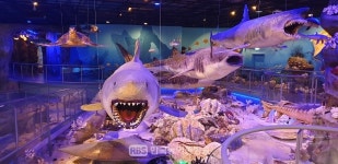 [해남] 국내 유일 ‧ 최대 규모 땅끝해양자연사박물관 개관