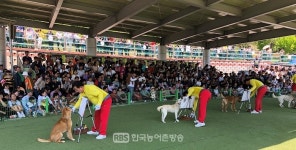 [진도]제8회 진도개 페스티벌 성황리 마무리