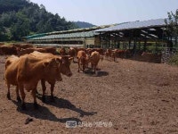 [무안] 2019년 상반기 주요가축 통계조사 실시