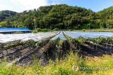 [충북] 폭염, 포도알·잎도 뜨겁게 해...피해 예방에 힘써야