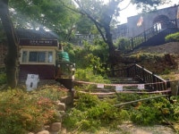 [진주] 진주성 내 600년 넘은 느티나무 쓰러져