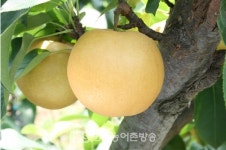 국산 배 한아름으로 늦더위 잊어보자