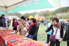 [무주]  사과 진한 사과향 가득...고랭지 반딧불 사과 축제 성황