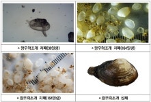 왕우럭조개, 가덕도 천성항 주변 해역에 1만 마리 시험방류