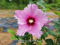 10여년 만에 개가....전북산림환경연구소, 나라꽃 무궁화 신품종 등록 ․출원
