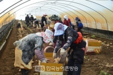 남원시,춘양골 햇감자 본격 출하!!