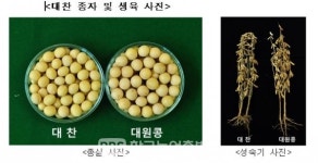 [농진청] 수량 많고 기계수확 쉬운 콩, 선풍· 대찬 인기 쑥