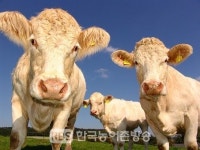 전북도, 2019년 동물복지 축산농장 인증제 전국 최고