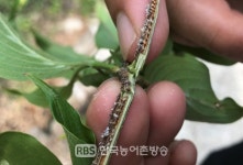 전남농업기술원, 과수 돌발해충 적기방제 당부