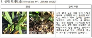 [농진청] 소득작물로 떠오른 아열대작물, 주요 병부터 확인