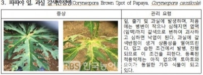 [농진청] 소득작물로 떠오른 아열대작물, 주요 병부터 확인