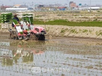 전주 미나리 논, 올해 첫 모내기