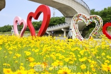 남원시 요천, 황금물결 이룬 금계국 꽃길