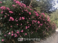 임실군, 옥정호 순환도로 붉은 장밋빛 유혹