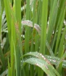 [농진청] 장마철 벼 병해, 제때 방제가 중요해요