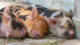 전북도, 축산분야 FTA 피해보전직불금 및 폐업지원금 지급