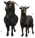 [농진청] 고유 품종재래 흑염소산업적 활용도 높인다.