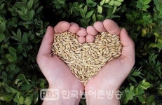 국립종자원 전북지원, 2020년산 맥류 보급종 신청