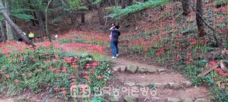 꽃무릇 구경오세요 완주군 모악산도립공원 꽃무릇 활짝