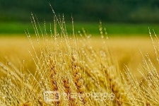 국립종자원 전북지원, 2020년 맥류 보급종 개별신청·접수