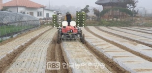 남원시, 양파농가 본밭에 정식 시작했다.