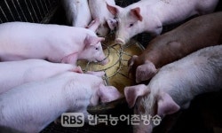 전북도, 아프리카돼지열병(ASF) 청정지역 사수는 축산농장 기본 방역수칙 준수로