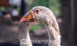 고창 육용오리 농장 1개소 정밀검사 결과, 조류인플루엔자 음성 판정