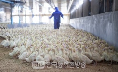 전라북도 고병원성 조류인플루엔자(AI) 차단방역에 총력대응