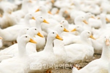 남원 사매면 육용오리 농장 고병원성 조류인플루엔자(AI) 확진