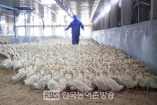 고창 고수면 오리농장에서 고병원성 조류인플루엔자(AI) 의사환축 확인