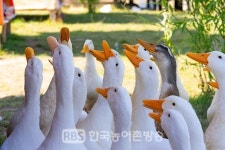부안 줄포면 오리농장에서 조류인플루엔자(AI) 의사환축 확인