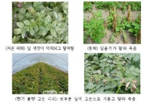 [농진청]  겨울철 하우스 감자재배, 1~2월에는 보온에 힘 써야