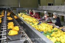 남원시, 춘향골 파프리카 베트남 수출검역단지 및 중국 선별장 승인