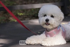 전북도, 동물판매업자는 구매자 명의로 동물등록 신청해야 반려견 구매 가능