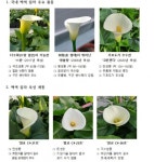 [농진청]  봄의 시작 알리는 칼라, 국내 기술로 활짝 피다