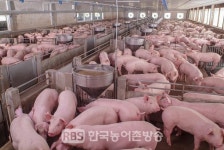 전라북도 축산농가, 신속한 경영안정을 위한 가축재해보험 가입비 지원사업 추진
