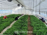 익산시, 고구마 종순 출하 시작